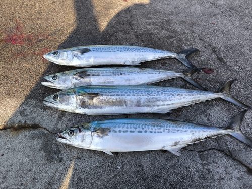 サゴシの釣果