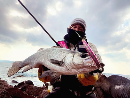 ヒラスズキの釣果