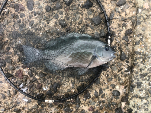 クチブトグレの釣果