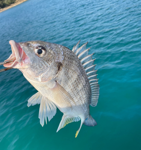 キビレの釣果