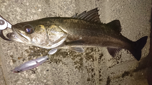 フッコ（マルスズキ）の釣果