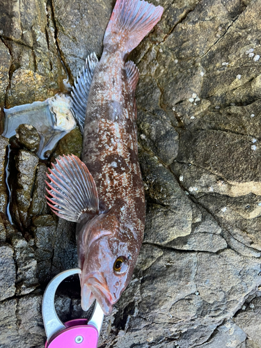 アイナメの釣果