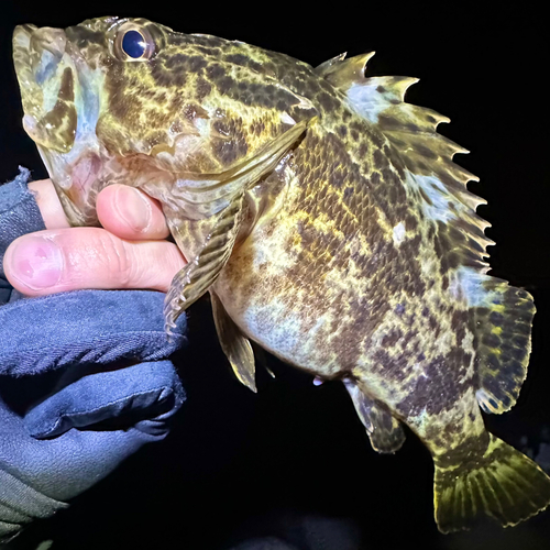 タケノコメバルの釣果