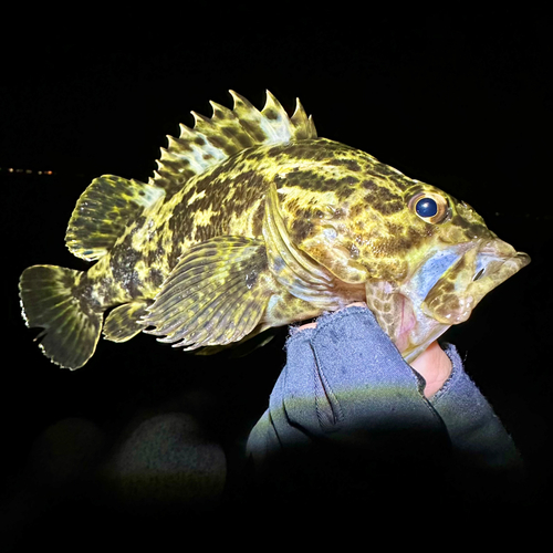 タケノコメバルの釣果