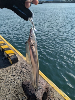 タチウオの釣果