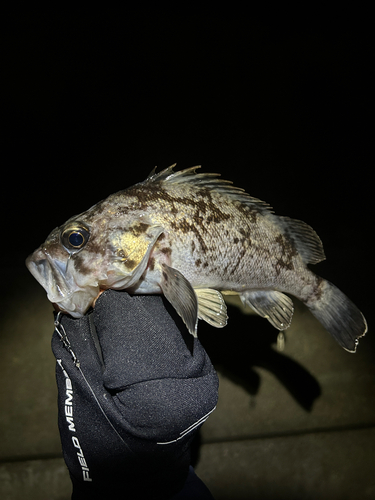 クロソイの釣果