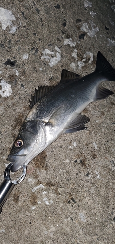 セイゴ（マルスズキ）の釣果