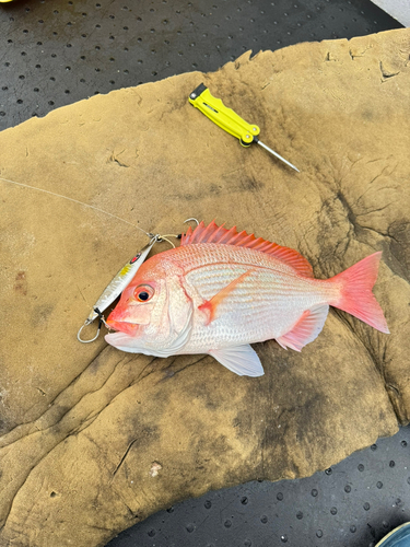 レンコダイの釣果