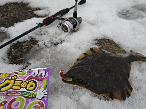 ヌマガレイの釣果