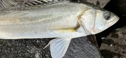 セイゴ（マルスズキ）の釣果