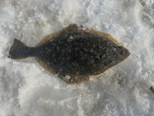 マコガレイの釣果