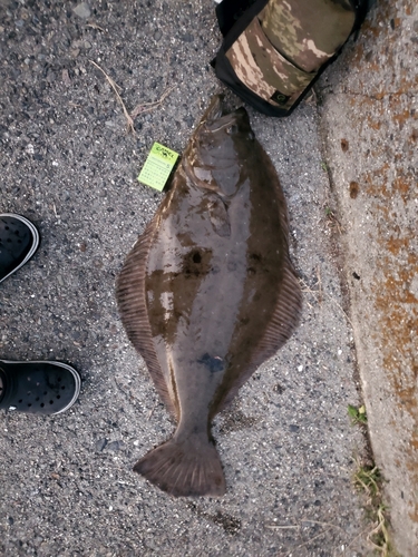 ヒラメの釣果