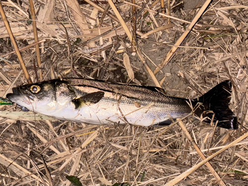 セイゴ（マルスズキ）の釣果