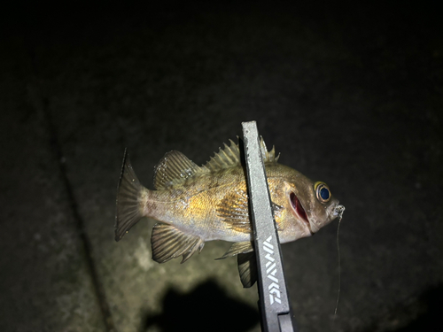 メバルの釣果