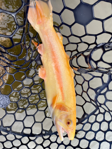 トラウトの釣果