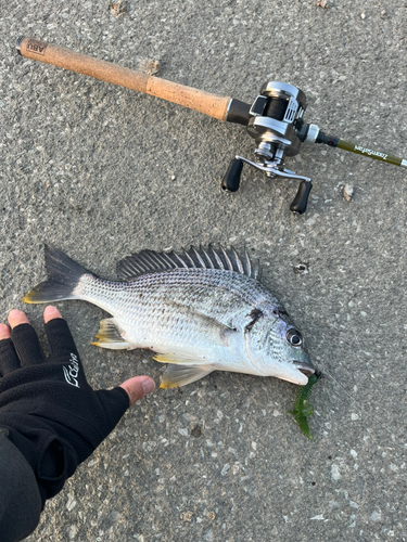 キビレの釣果