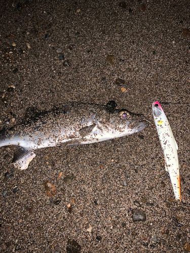 セイゴ（マルスズキ）の釣果