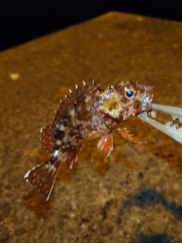 カサゴの釣果