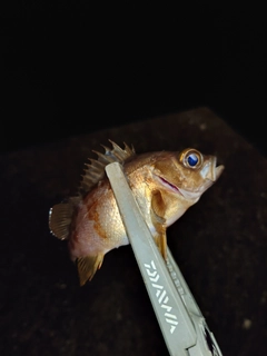 メバルの釣果