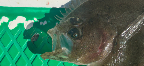 タマガンゾウビラメの釣果