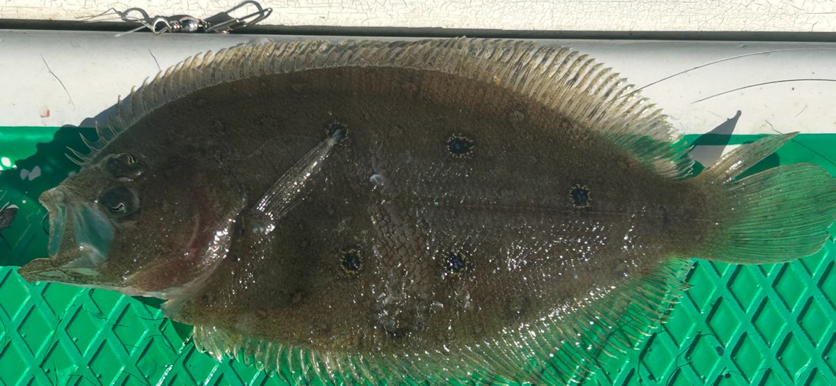 コッスーFさんの釣果 2枚目の画像