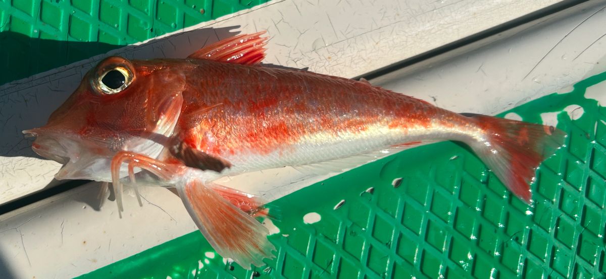 コッスーFさんの釣果 2枚目の画像