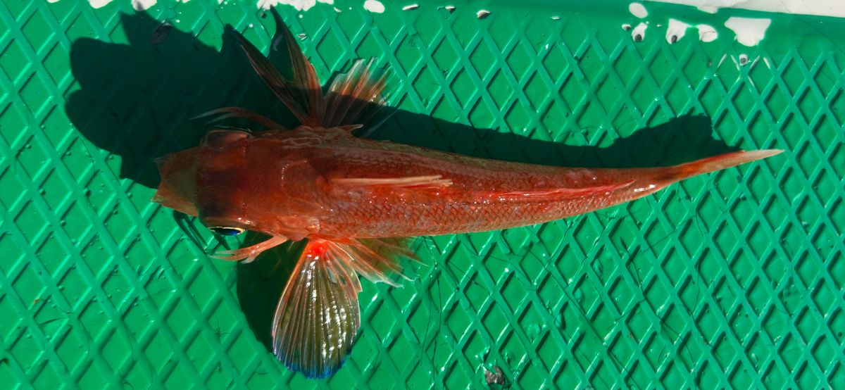 コッスーFさんの釣果 3枚目の画像