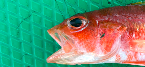 ヒメコダイの釣果