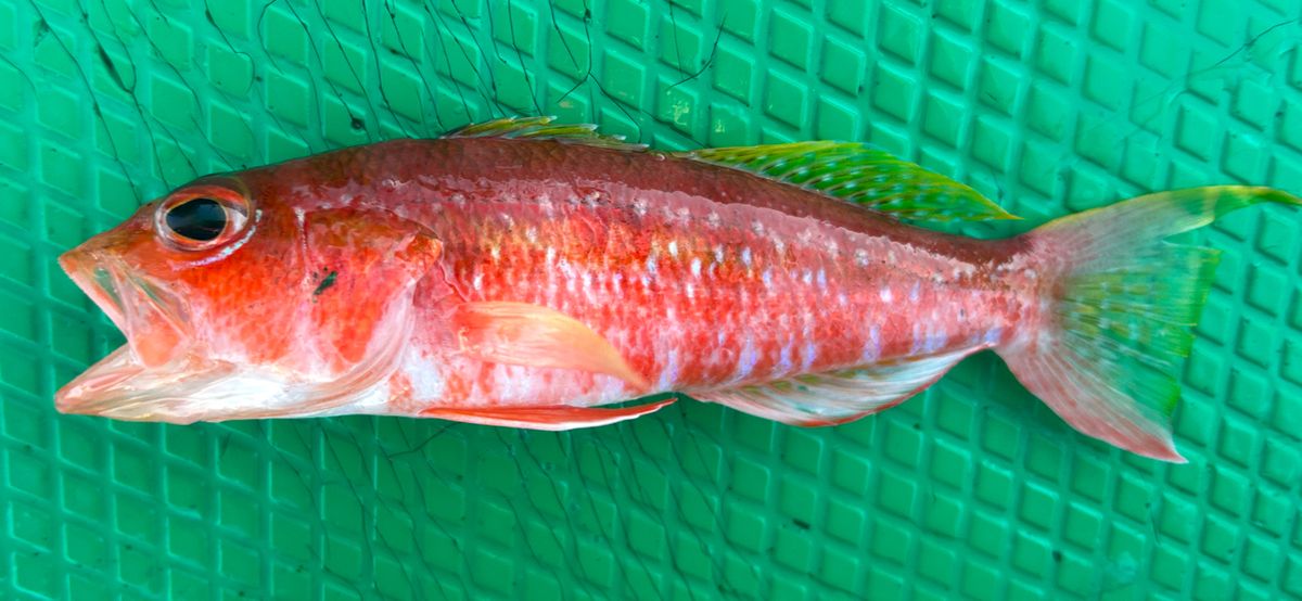 コッスーFさんの釣果 2枚目の画像