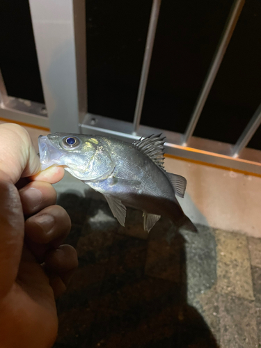 セイゴ（マルスズキ）の釣果