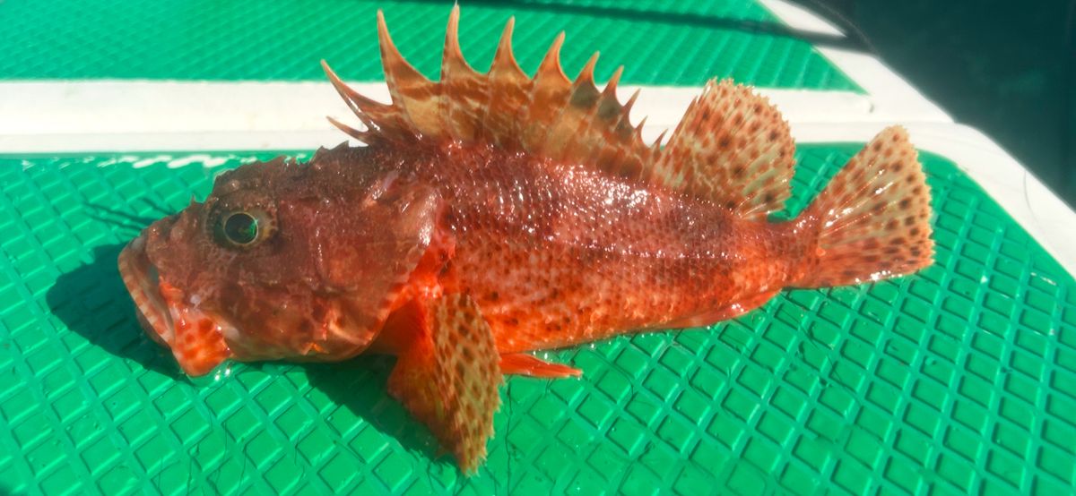 コッスーFさんの釣果 2枚目の画像