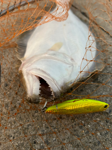 ヒラメの釣果