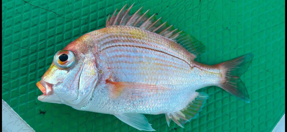 コッスーFさんの釣果 2枚目の画像