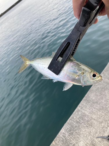 カマスの釣果