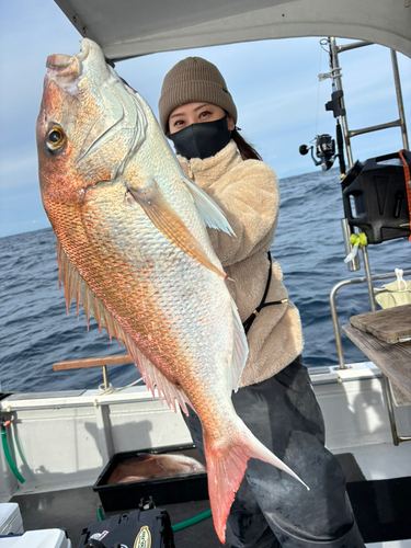 マダイの釣果