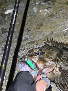 カサゴの釣果