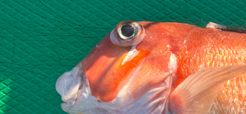 アカアマダイの釣果