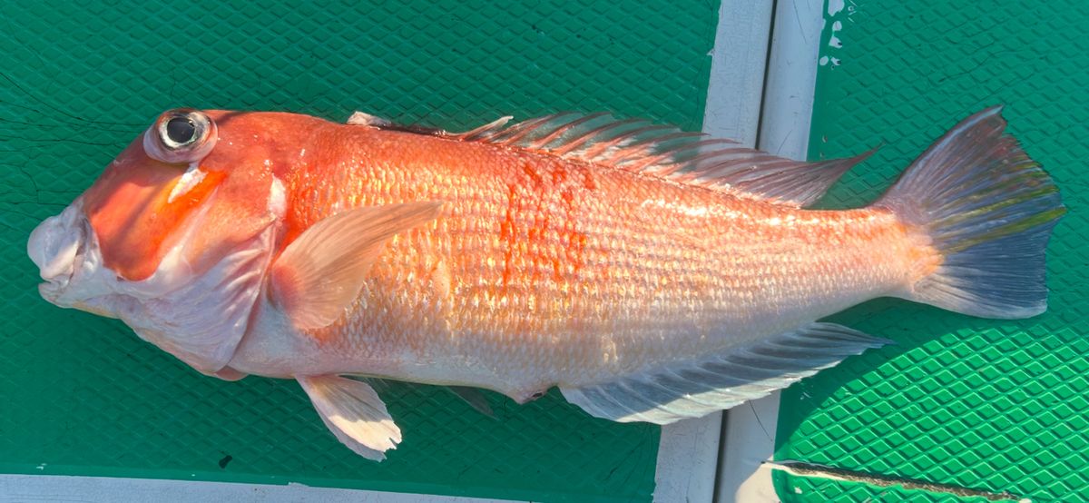 コッスーFさんの釣果 2枚目の画像