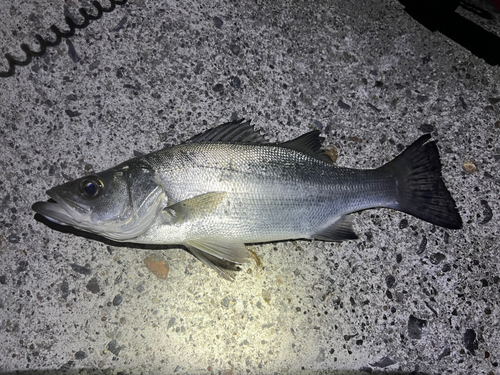 ヒラスズキの釣果