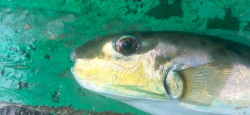 シロサバフグの釣果