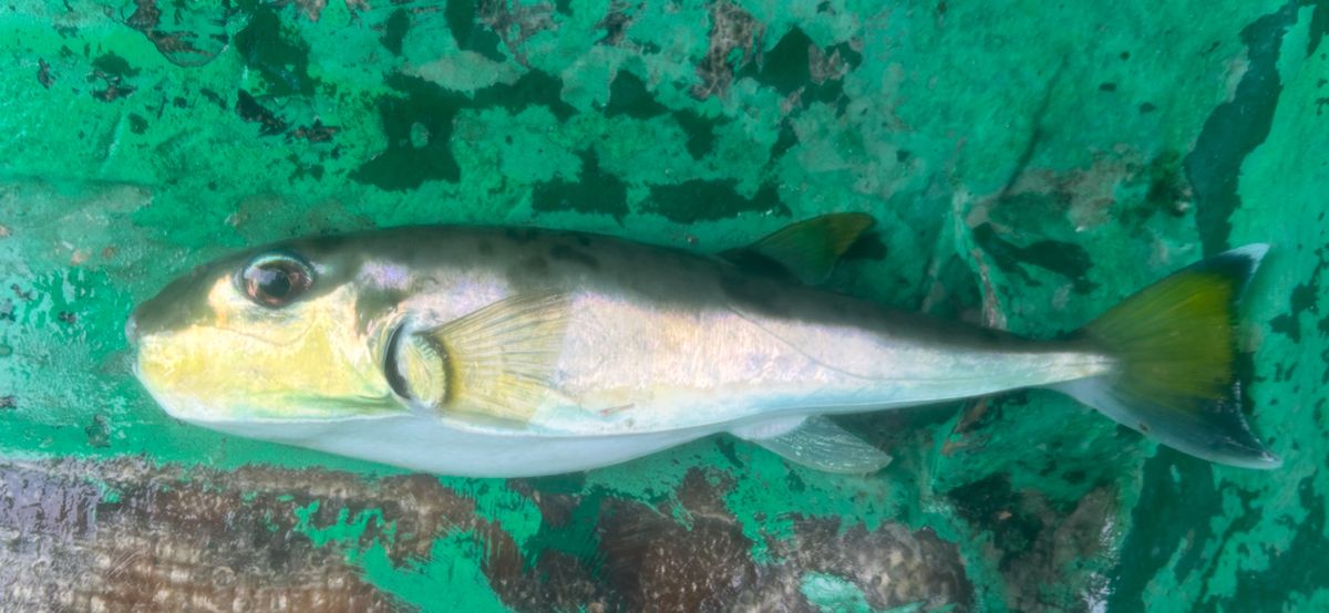 コッスーFさんの釣果 2枚目の画像