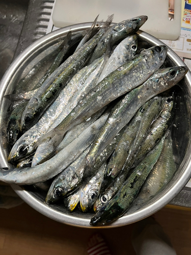 イワシの釣果