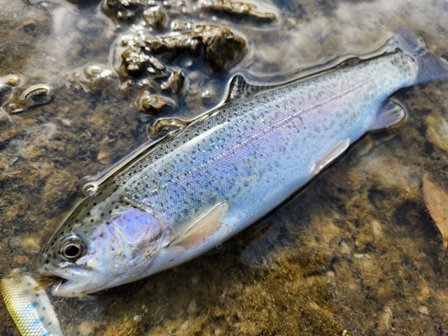 ニジマスの釣果