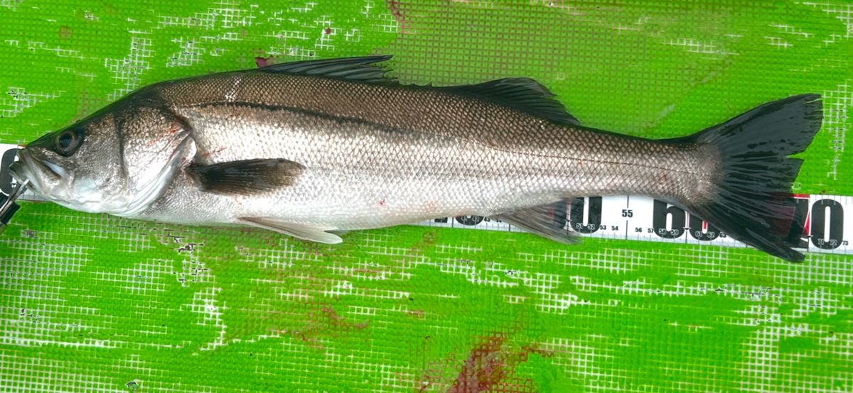 コッスーFさんの釣果 2枚目の画像