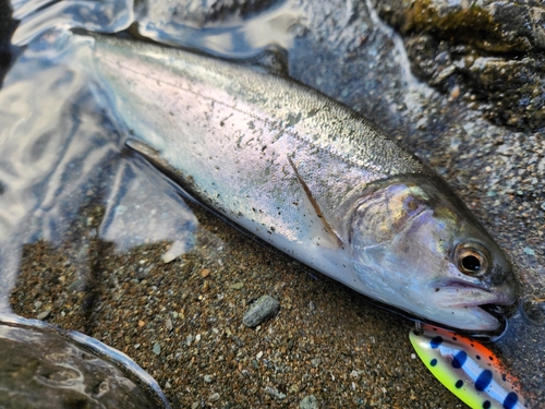 ニジマスの釣果