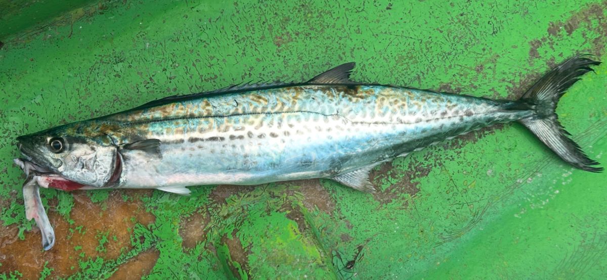 コッスーFさんの釣果 2枚目の画像