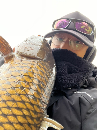 コイの釣果