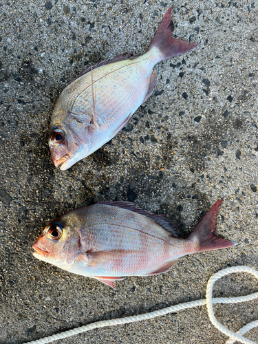 タイの釣果