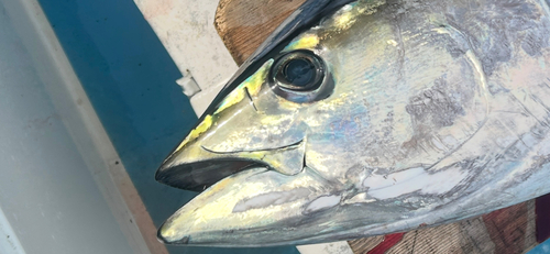 キハダマグロの釣果