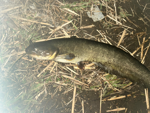 ナマズの釣果